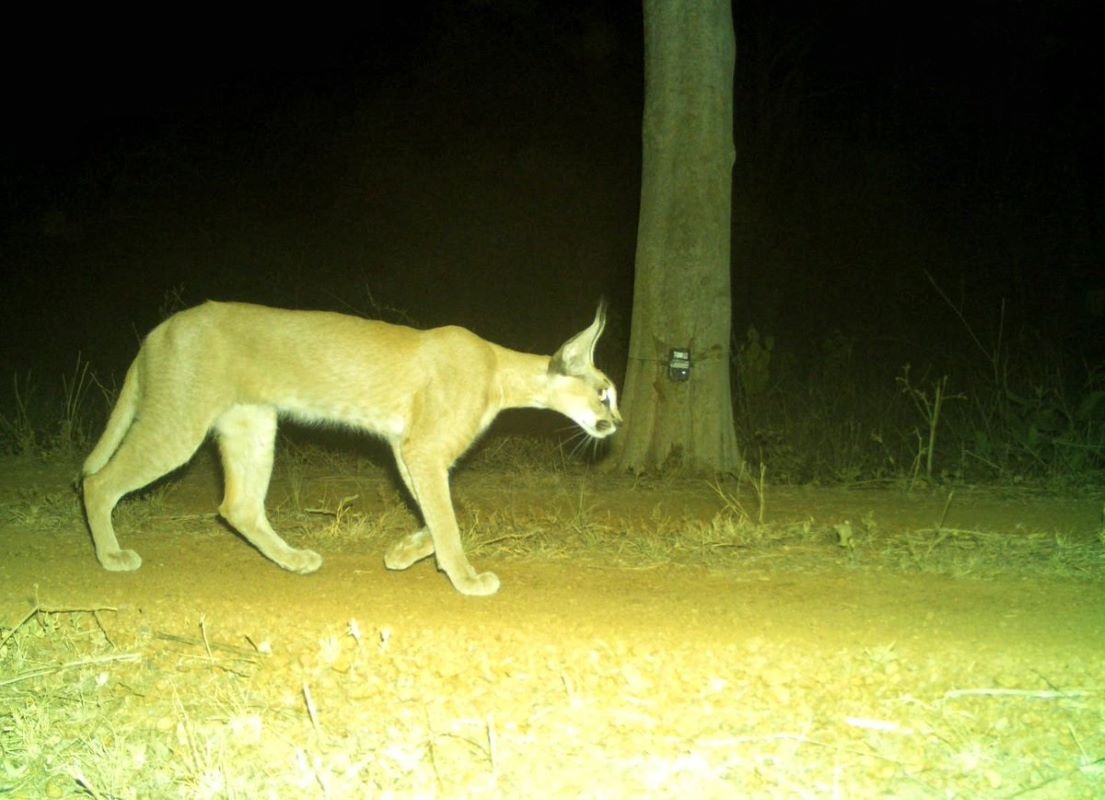 A caracal was sighted in Kuno National Park, Madhya Pradesh, during a wildlife survey